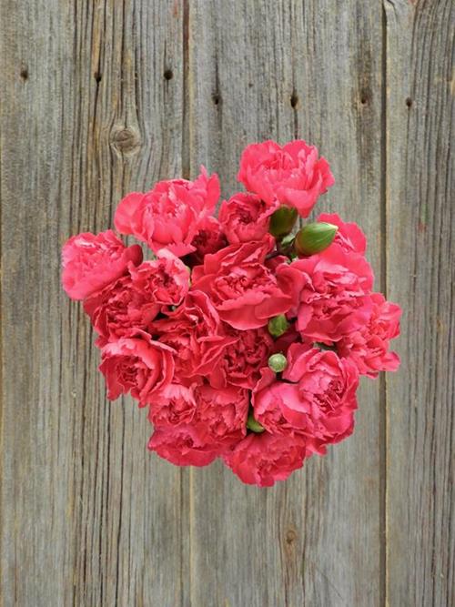 HOT PINK MINI CARNATIONS